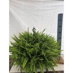 Nephrolepis Nefroleep green lady 27cm