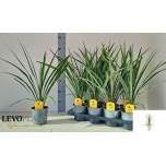 Cordyline Tõlvpuu in Peko 13cm