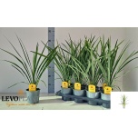 Cordyline Tõlvpuu in Peko 13cm