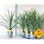 Cordyline Tõlvpuu in Peko 17cm