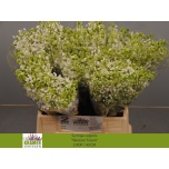Syringa Sirel Engler Weiss 40cm