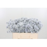 Eryngium Ogaputk paint white 50cm