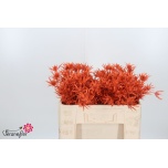 Eryngium Ogaputk paint Orange 50cm