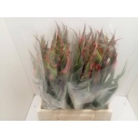 Tulp Clusiana Acuminata 50cm