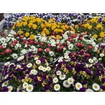 Viola Võõrasema co mix 30cm