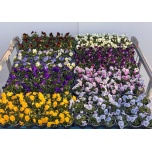 Viola Võõrasema co mix 9cm