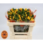 Ornithogalum Linnupiim Yellow Asa 50cm