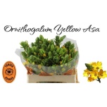 Ornithogalum Linnupiim Yellow Asa 55cm