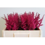Astilbe Fanal 50cm
