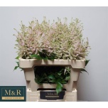 Astilbe Europa 55cm