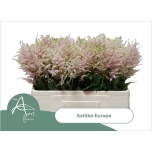 Astilbe Europa 55cm