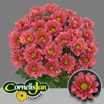 Chrysanthemum Krüsanteem SP Re Orange Dark*5