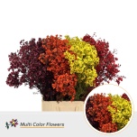 Chamelaucium Sidrunmürt paint mix 70cm