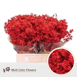 Chamelaucium Wax flower Red 70cm