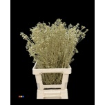 Chamelaucium Sidrunmürt paint 80cm