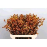 Anigozanthos Kängurukäpp Bush Sunset 60cm