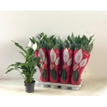 Spathiphyllum sweet chico 4+ ÕV 13cm