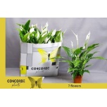Spathiphyllum Tõlvlehik Sweet Chico 13cm