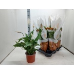 Spathiphyllum Tõlvlehik Sweet Chico 17cm