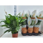 Spathiphyllum Tõlvlehik Sweet Chico 17cm