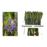 Camassia Preeriaküünal caerulea 60cm