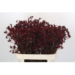 Anigozanthos Kängurukäpp Bush Ruby 80cm