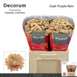 Chrysanthemum Krüsanteem SANTINI paint Beige *25