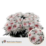 Chrysanthemum Krüsanteem BL paint 70cm