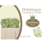 Delphinium Kukekannus Centurion White 50cm