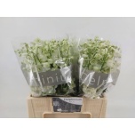 Delphinium Kukekannus Centurion White 50cm