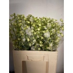 Delphinium Kukekannus Centurion White 60cm