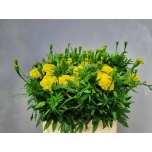 Tagetes Peiulill Limegreen 60cm