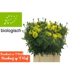Tagetes Peiulill Limegreen 70cm