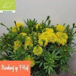 Tagetes Nosento Limegreen 70cm