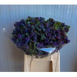 Cerinthe Mesilill Pride of Gibraltar 45cm