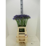 Agapanthus Lembeliilia Dr Brouwer 70cm
