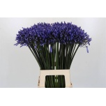 Agapanthus Lembeliilia Dr Brouwer 70cm