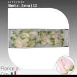 Anthurium Flamingolill Simba