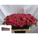 Achillea Raudrohi Summer Wine 60cm