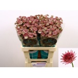 Astrantia Tähtputk Roma 60cm