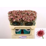 Astrantia Roma 70cm