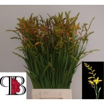 Crocosmia Kaeralill George Davidson 60cm