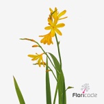 Crocosmia George Davidson 70cm