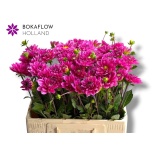 Dahlia Daalia Onesta 55cm