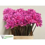 Dahlia Daalia Onesta 60cm