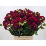 Dahlia Daalia Cornel 45cm
