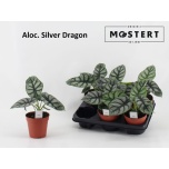 Alocasia other 12cm