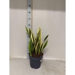 Sansevieria Havisaba trifasciata black gold 21cm