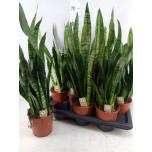 Sansevieria zeylanica 14cm