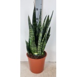 Sansevieria Havisaba zeylanica 24cm